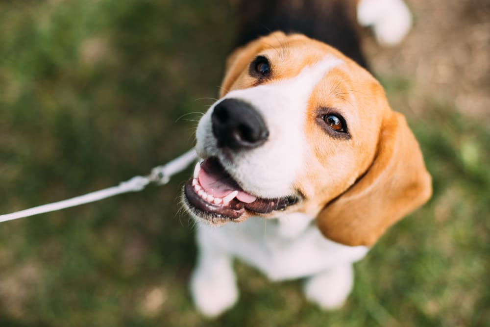 Beagle, Mandeville Vets