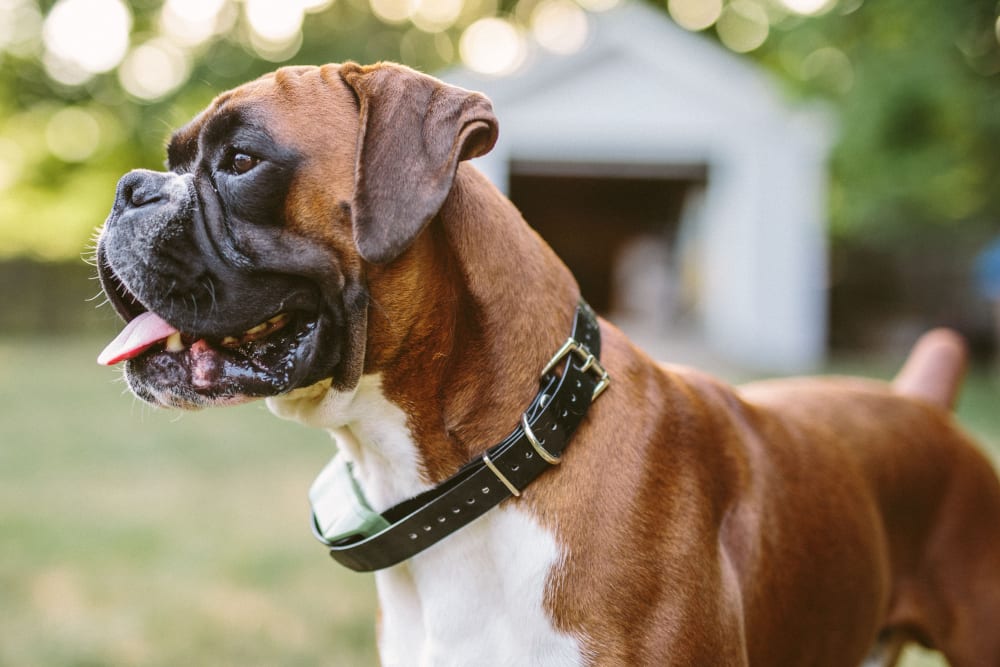 Boxer, Mandeville Vets