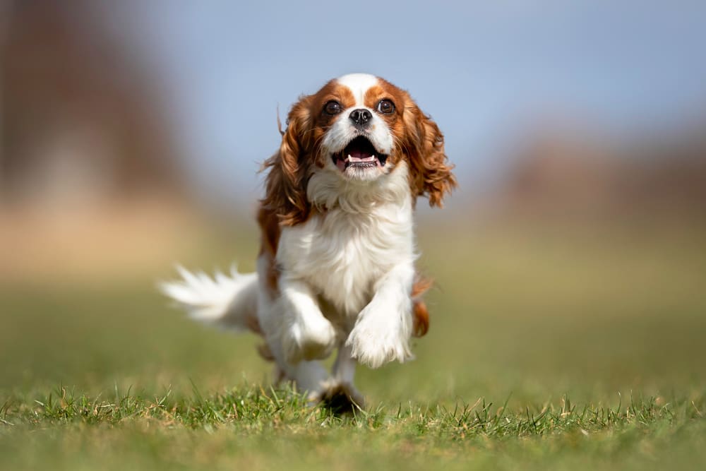 Cavalier King Charles Spaniel, Mandeville Vets