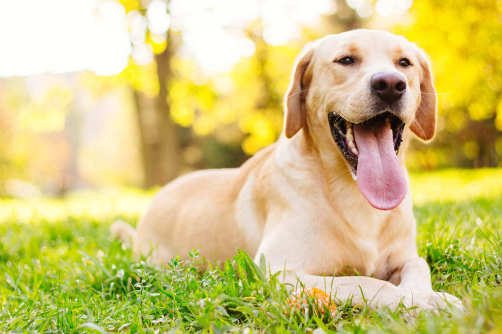 Labrador Retriever, Mandeville Vets